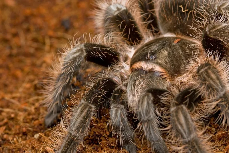 16928 tarantula handling