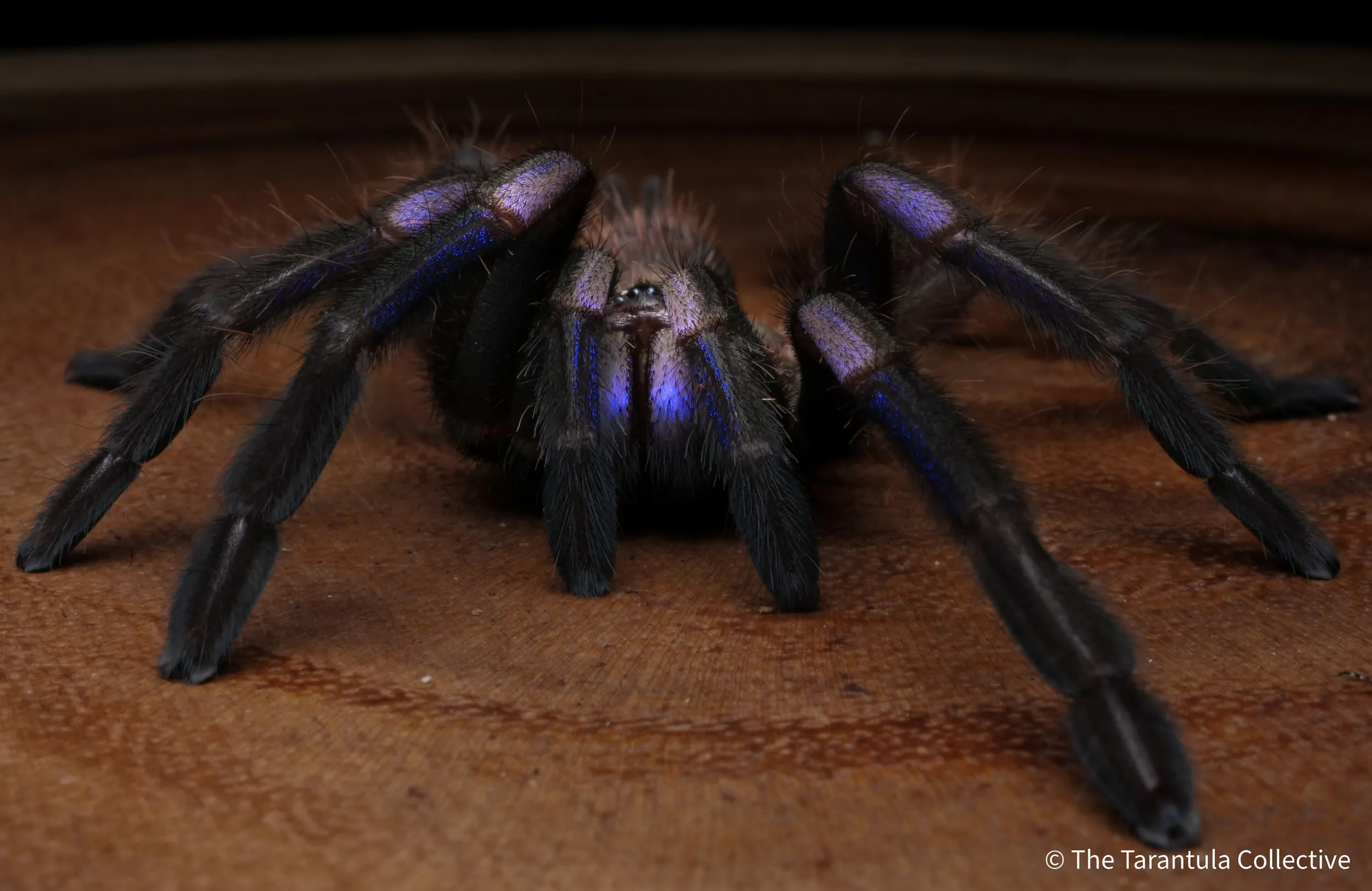 16928 tarantula health guarantee