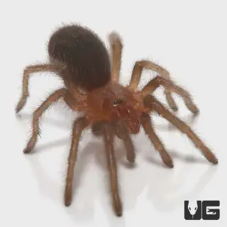 /img/16929-tarantula-care.webp