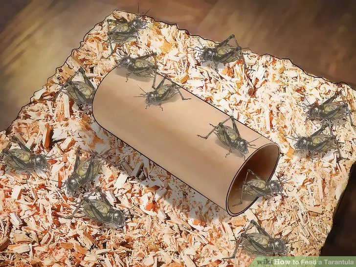 16932 baby tarantula cricket