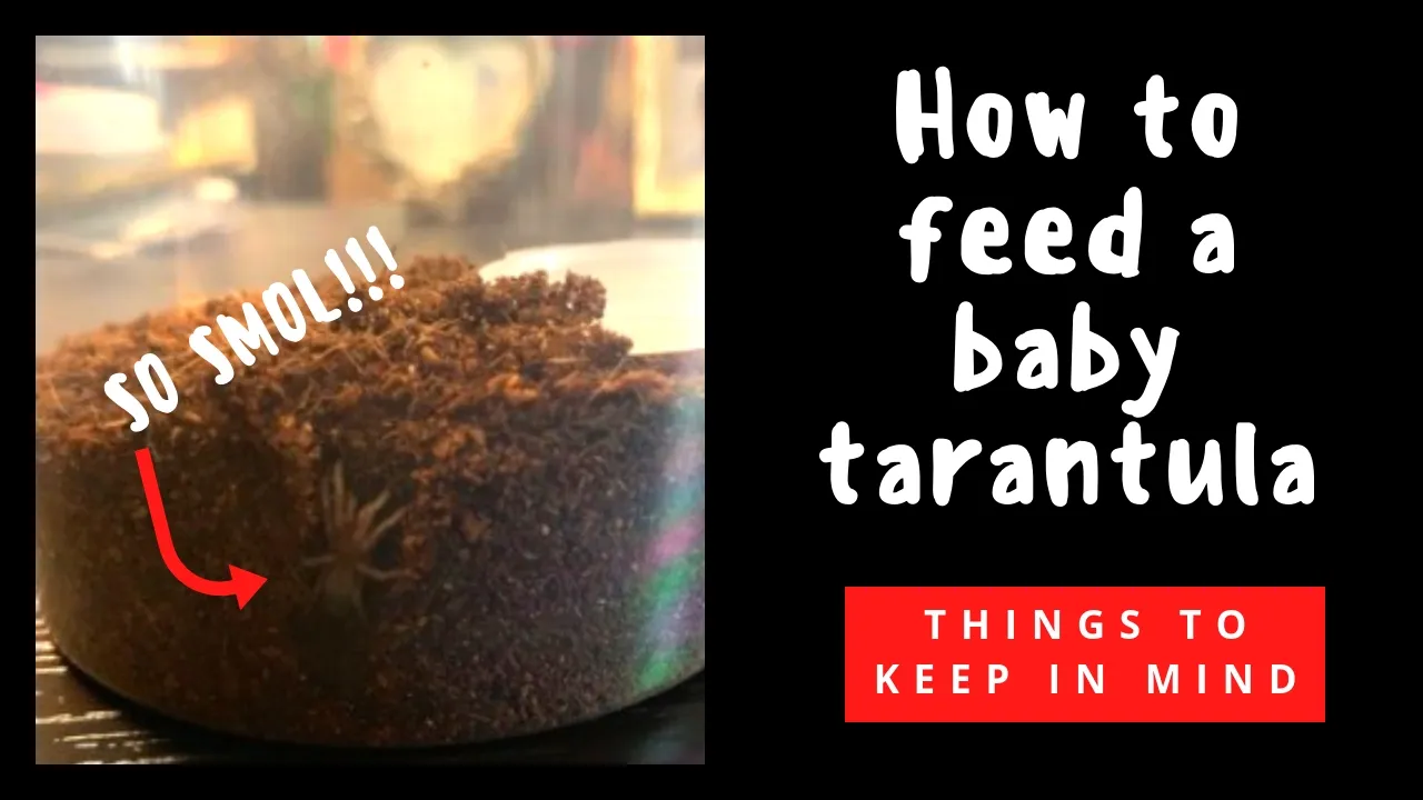 16932 baby tarantula feeding guide