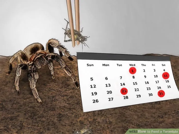 16932 baby tarantula feeding schedule