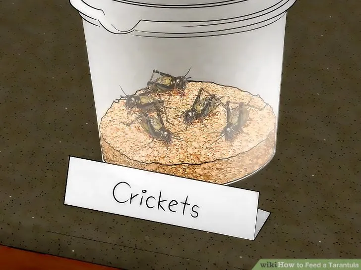 16932 baby tarantula mealworm