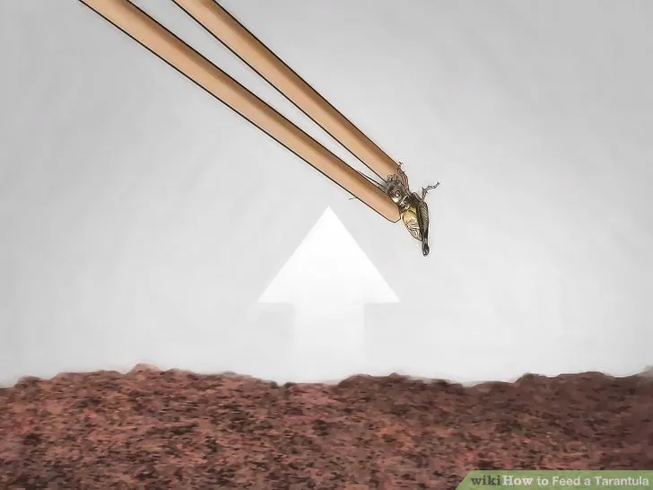 /img/16932-baby-tarantula-molting.webp