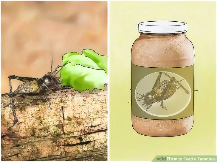 16932 baby tarantula prey size