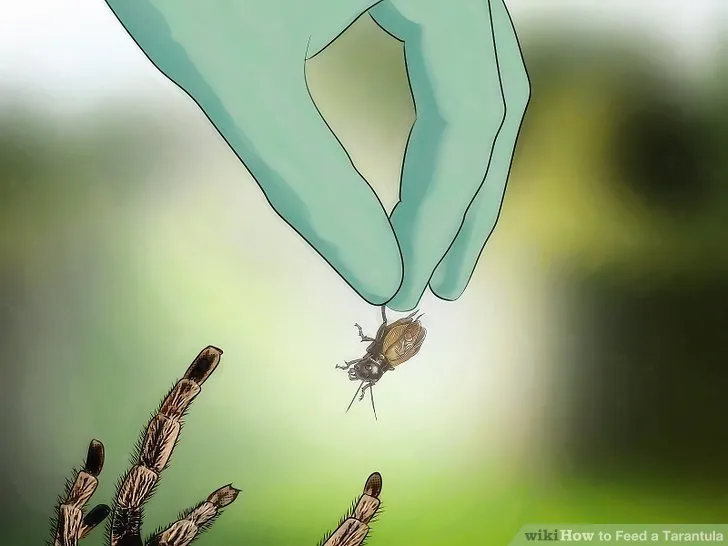 16932 baby tarantula water