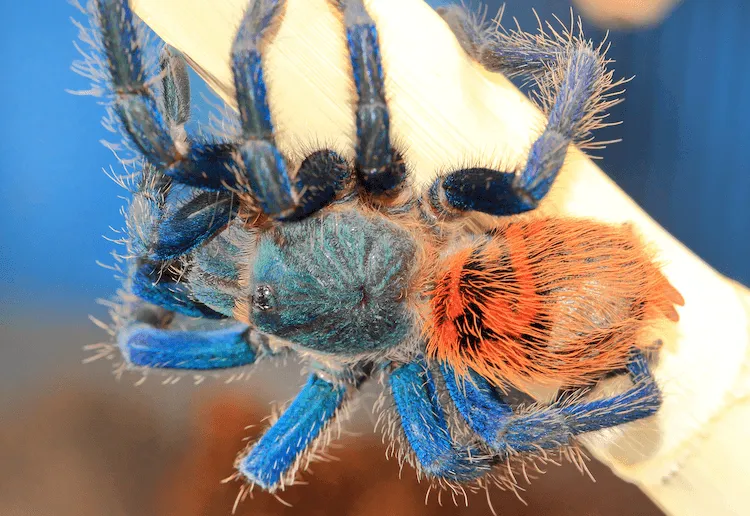 /img/16933-greenbottle-blue-tarantula-disease.webp
