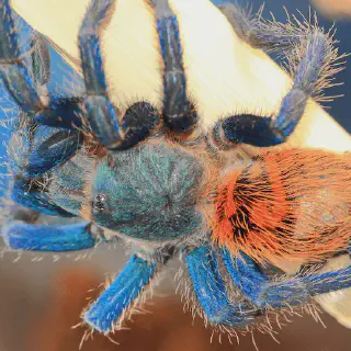 /img/16933-greenbottle-blue-tarantula-disease.webp