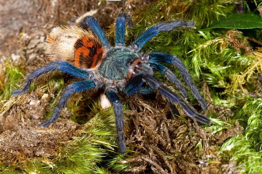 16933 greenbottle blue tarantula health check