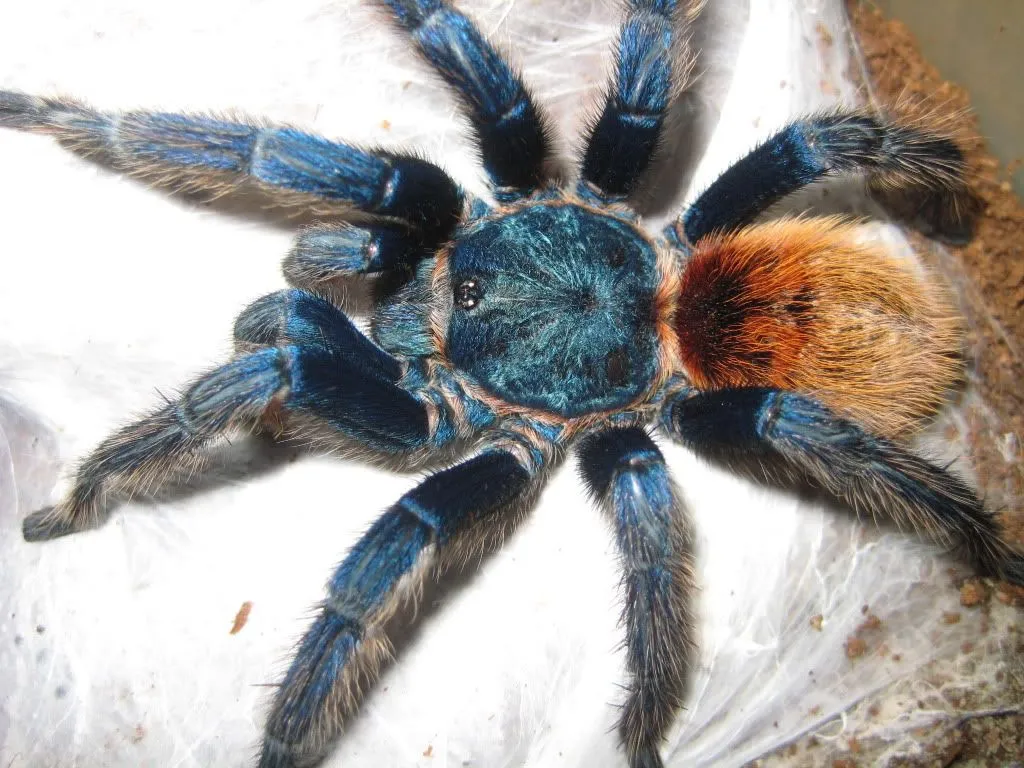 16933 greenbottle blue tarantula male female