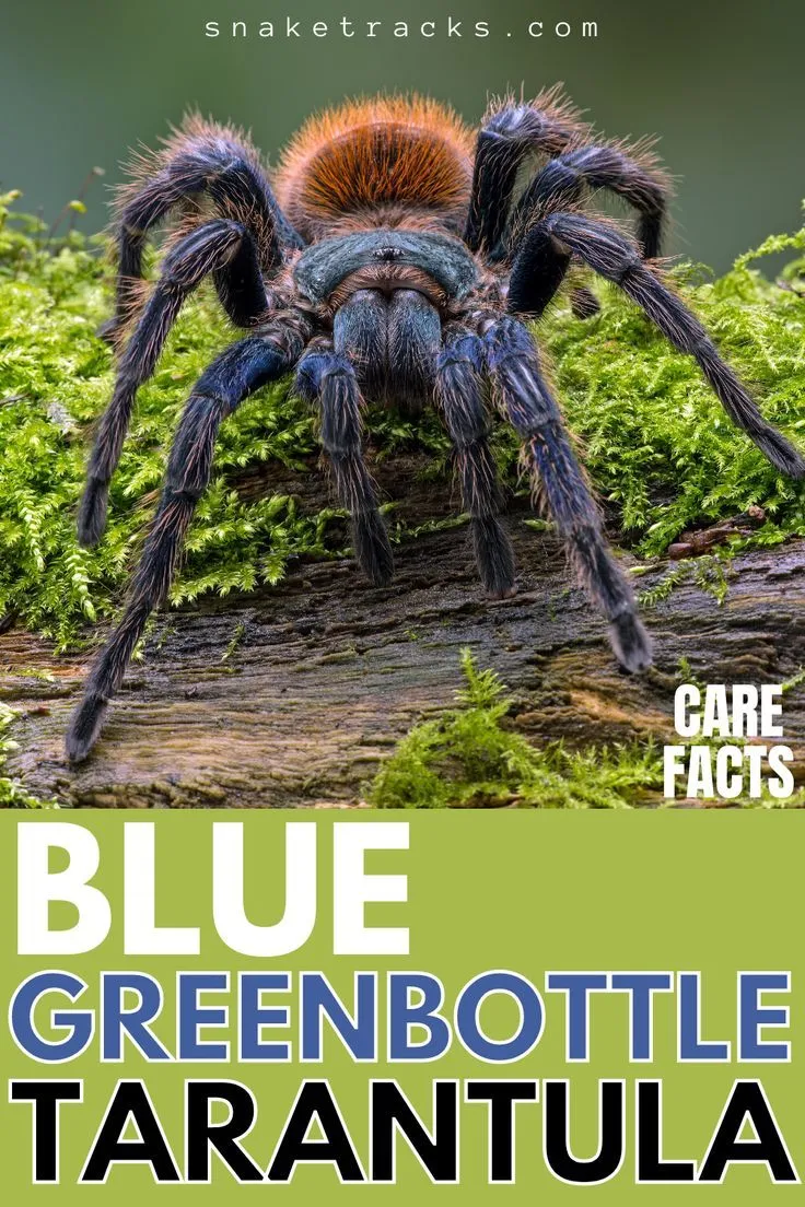 16933 greenbottle blue tarantula molting