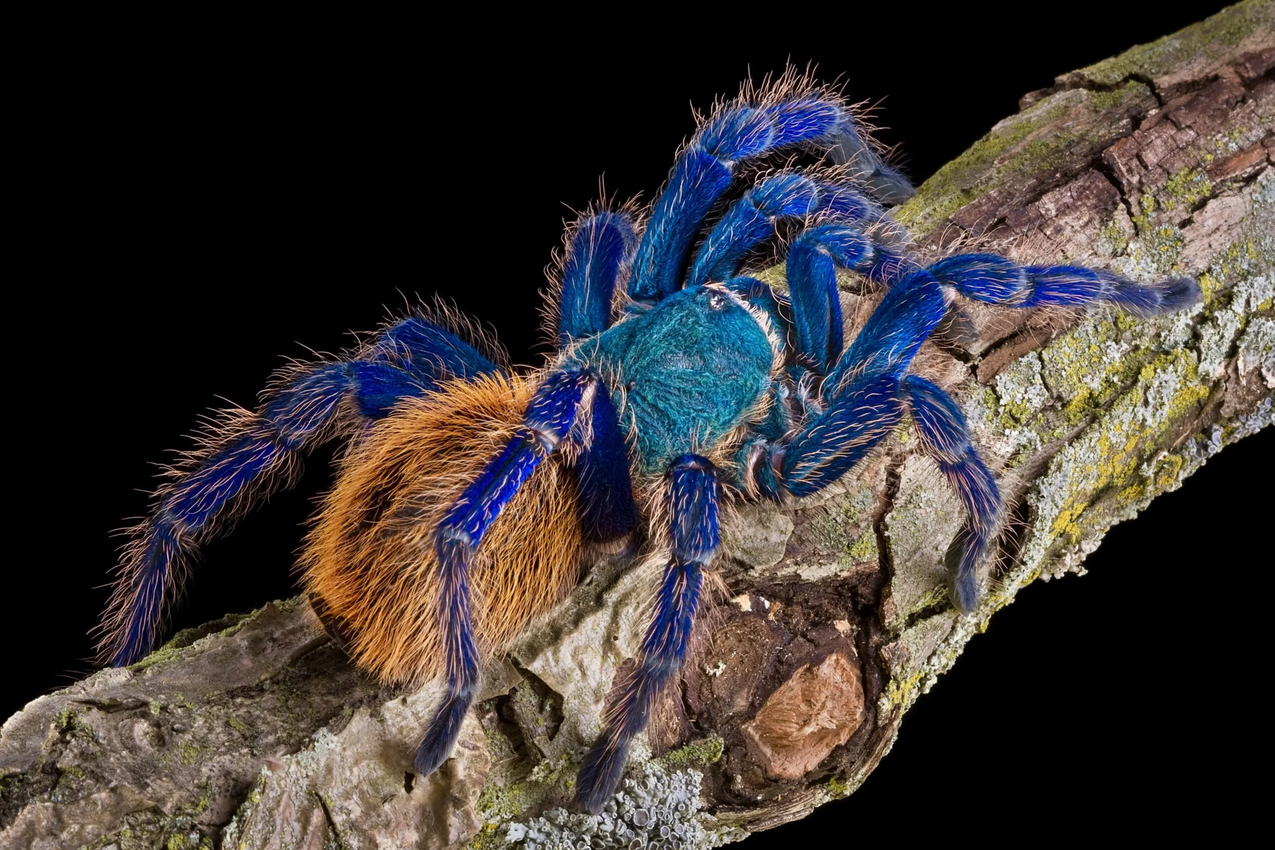 16933 greenbottle blue tarantula water