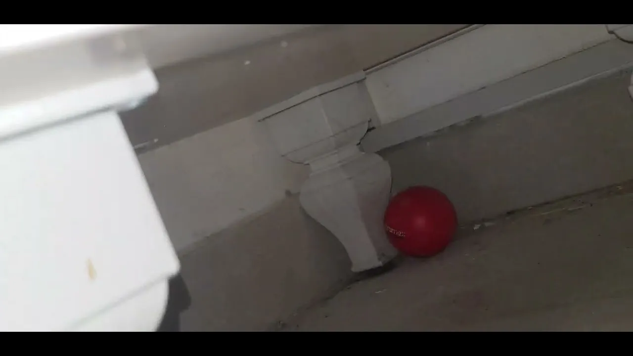 /img/16934-tarantula-video-reliable.webp