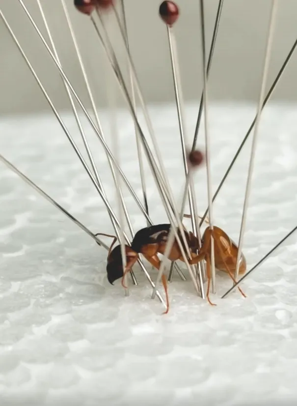 16935 tarantula inspection