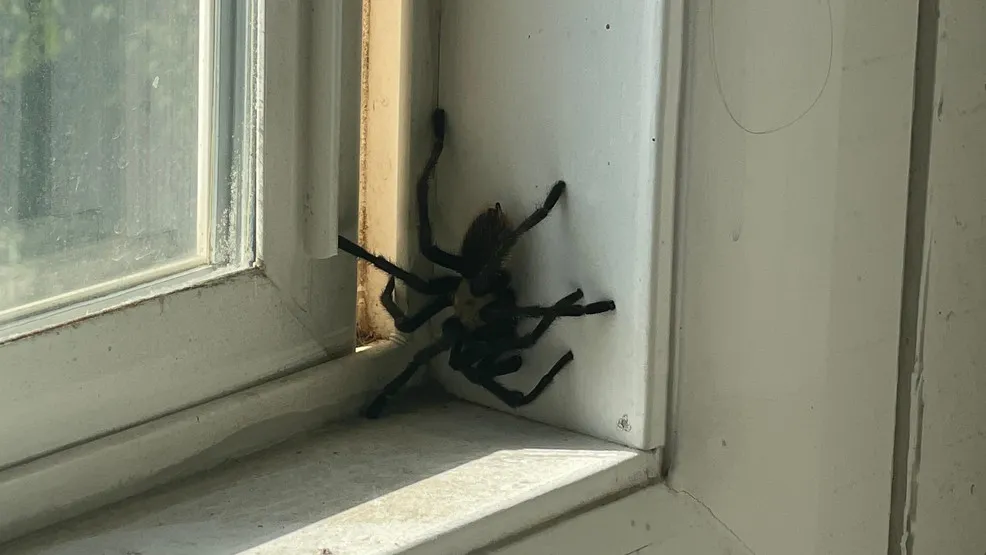 16935 tarantula substrate