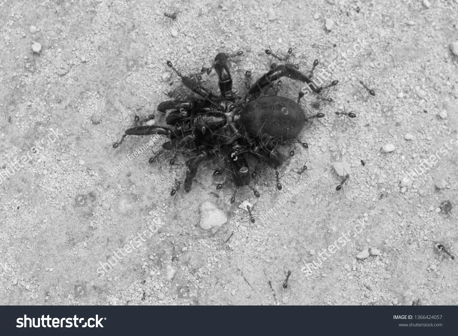 16935 tarantula utrecht safety