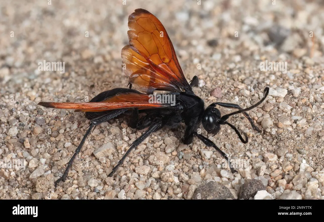 16936 spider wasp burial