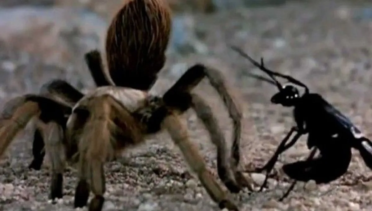 /img/16936-spider-wasp-hatching.webp