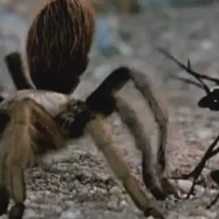 /img/16936-spider-wasp-hatching.webp