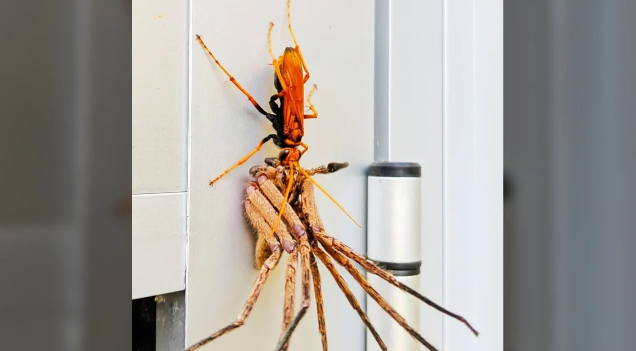 16936 spider wasp sting