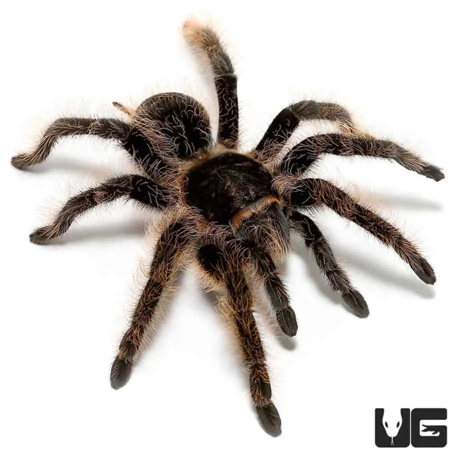 16937 curly hair tarantula feeding