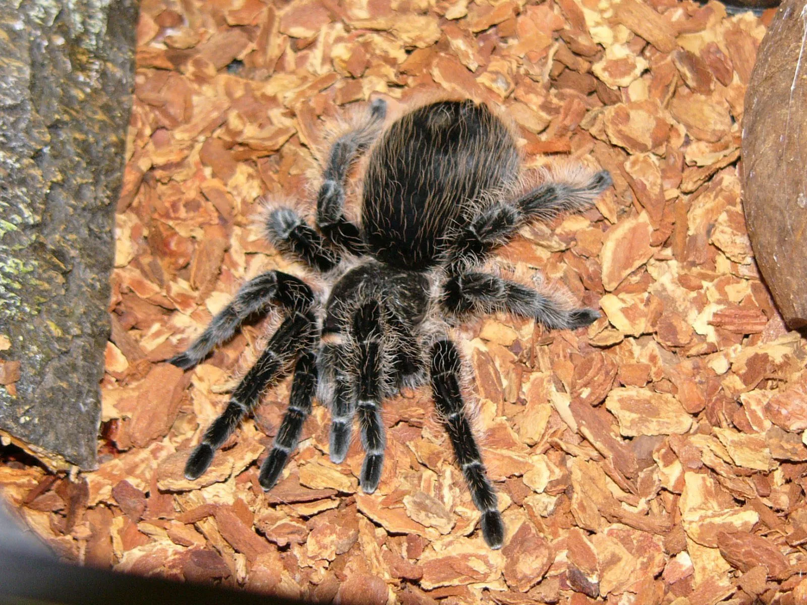 16937 curly hair tarantula habitat