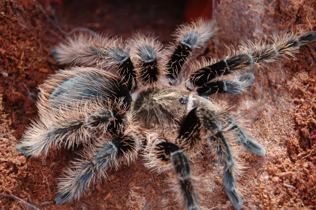 16937 curly hair tarantula molting