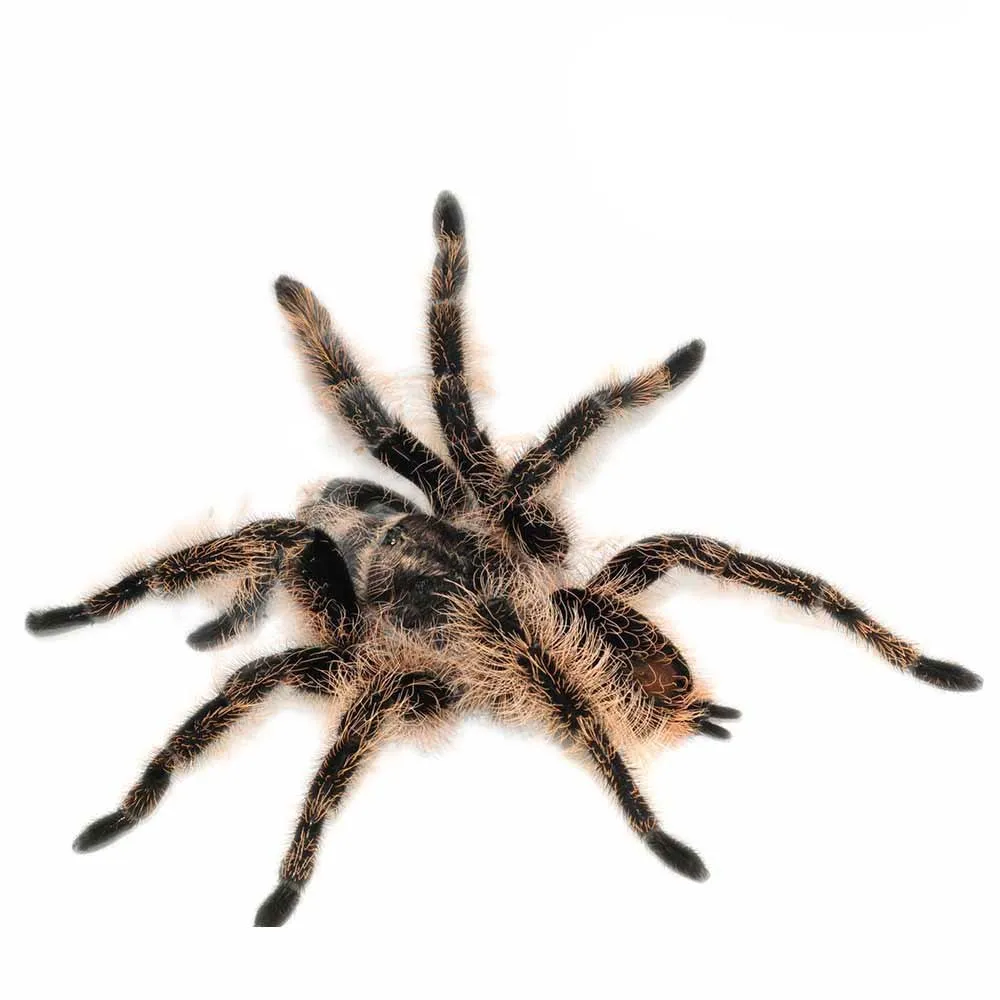 16937 curly hair tarantula spiderling