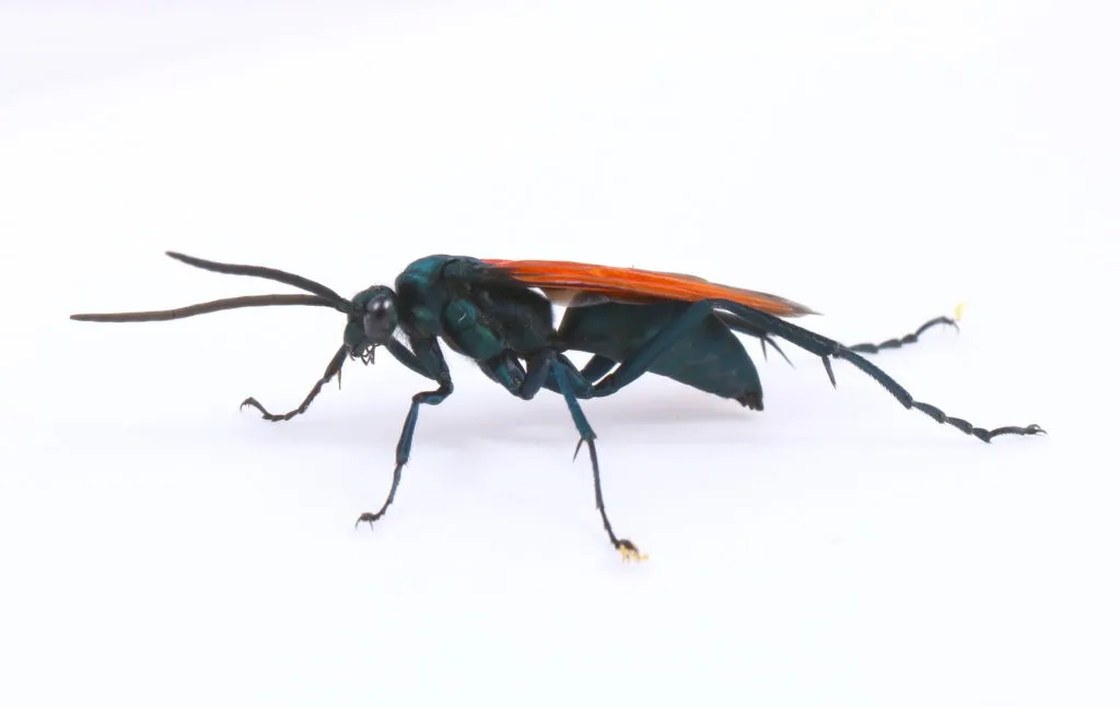 16938 tarantula hawk coloration