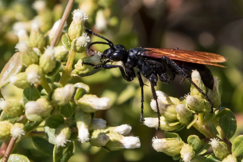 16938 tarantula hawk feeding