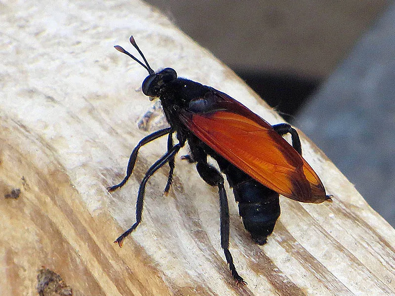 /img/16938-tarantula-hawk-first-aid.webp