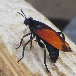 /img/16938-tarantula-hawk-first-aid.webp