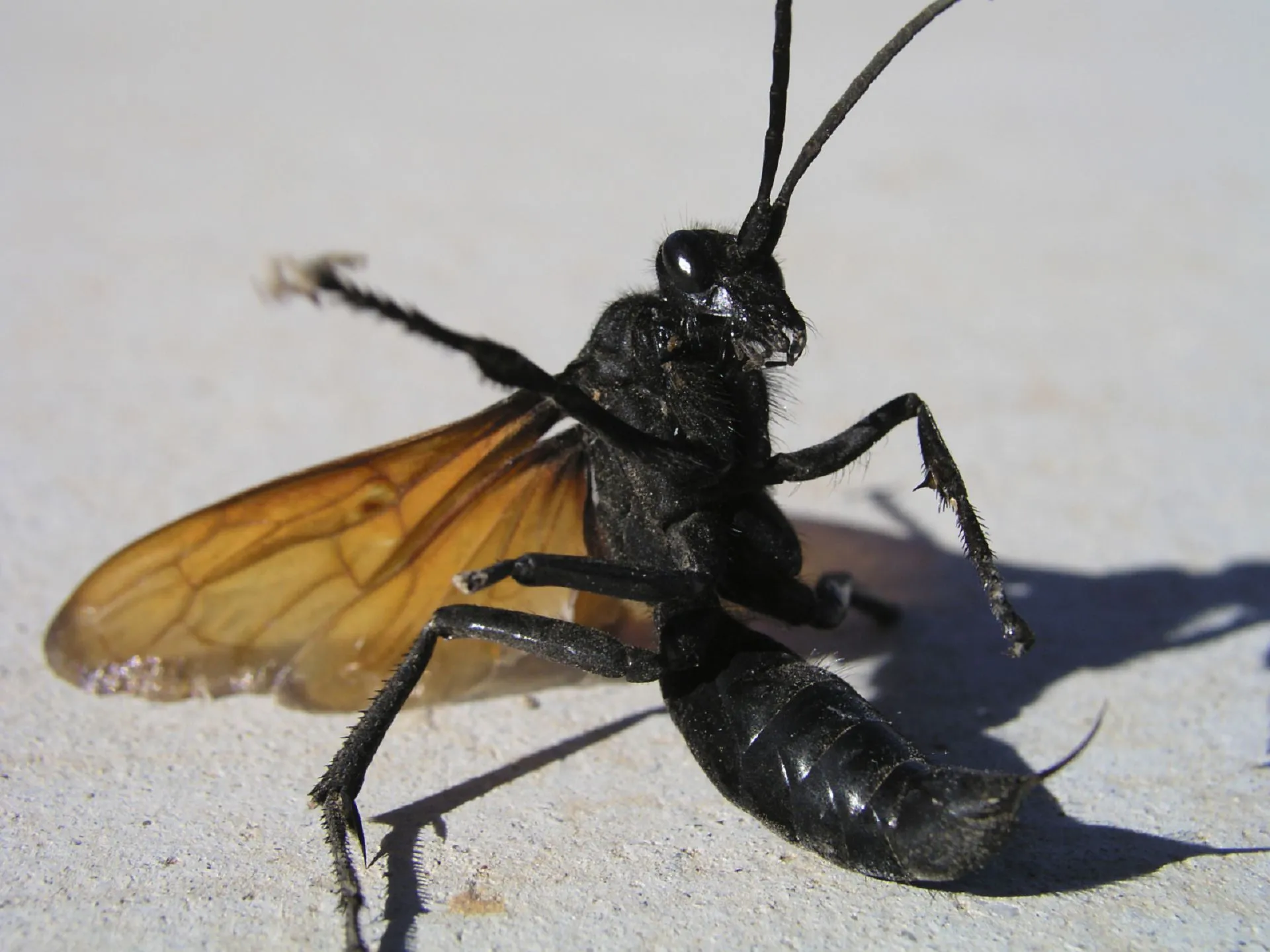 16938 tarantula hawk habitat
