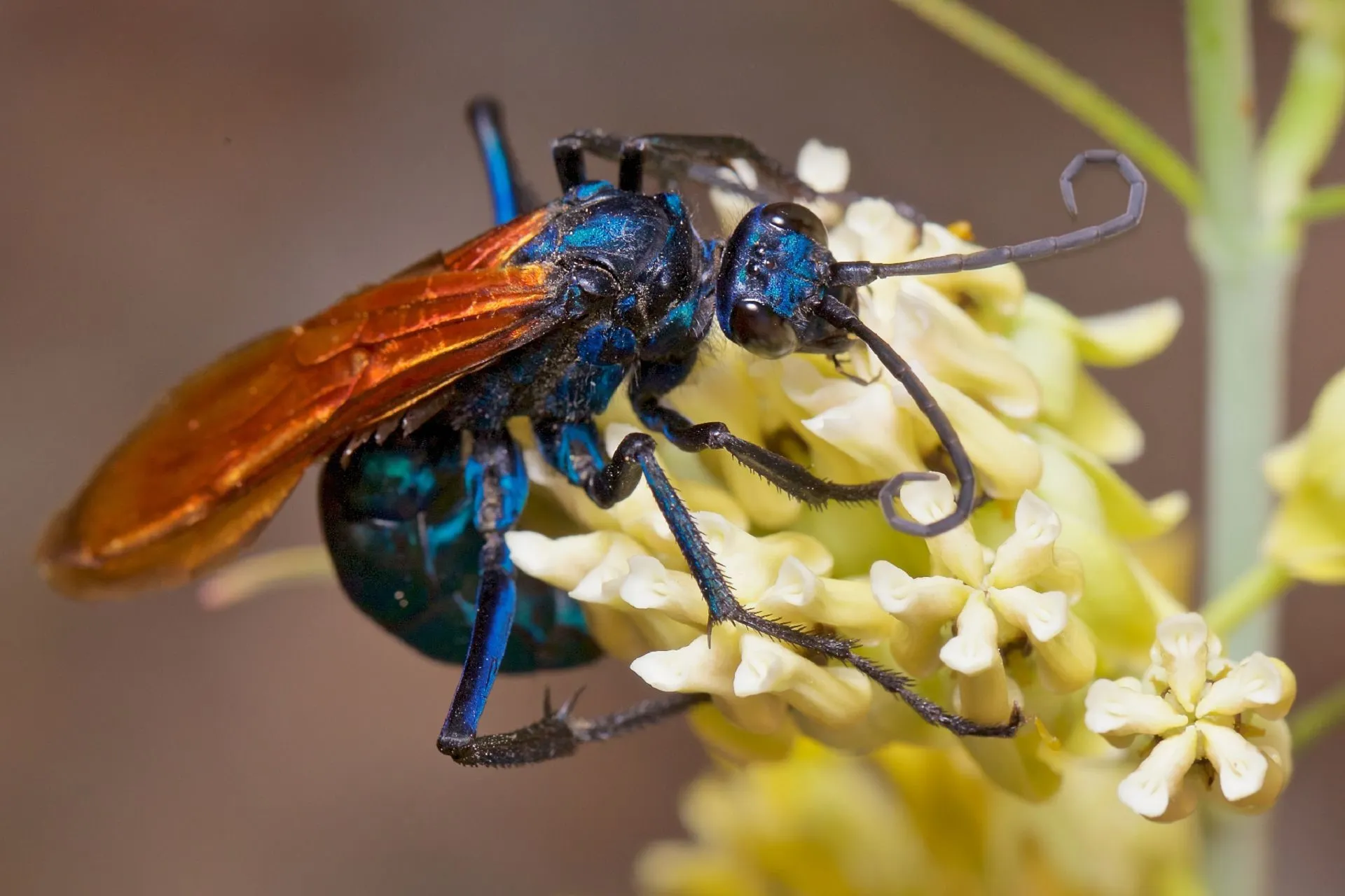 16938 tarantula hawk nesting