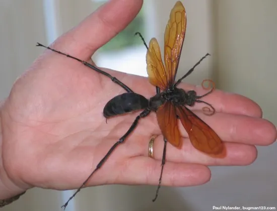 16938 tarantula hawk sting