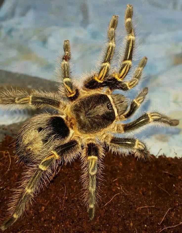 /img/16939-spiderling-diseases.webp
