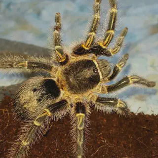/img/16939-spiderling-diseases.webp