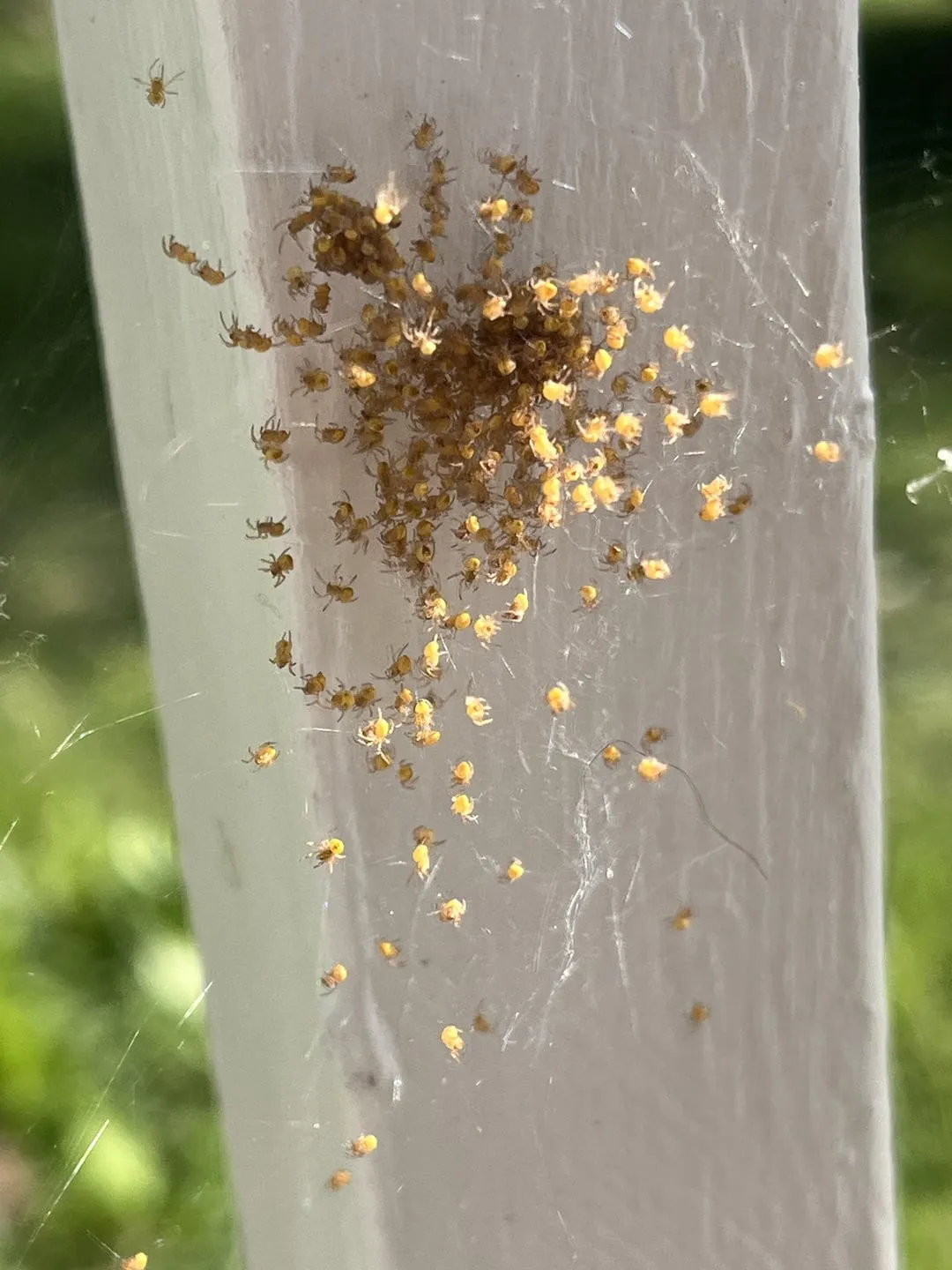 16939 spiderling handling