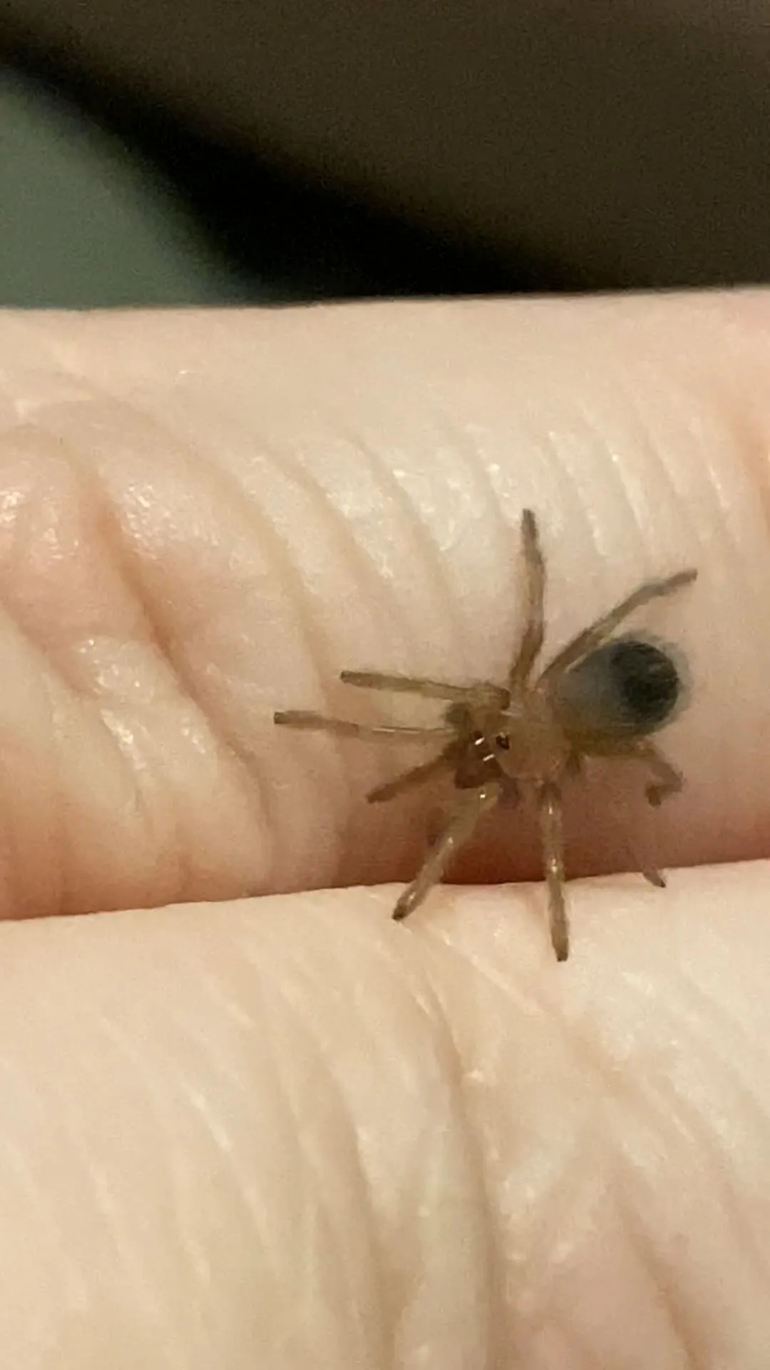 16939 tarantula egg sac