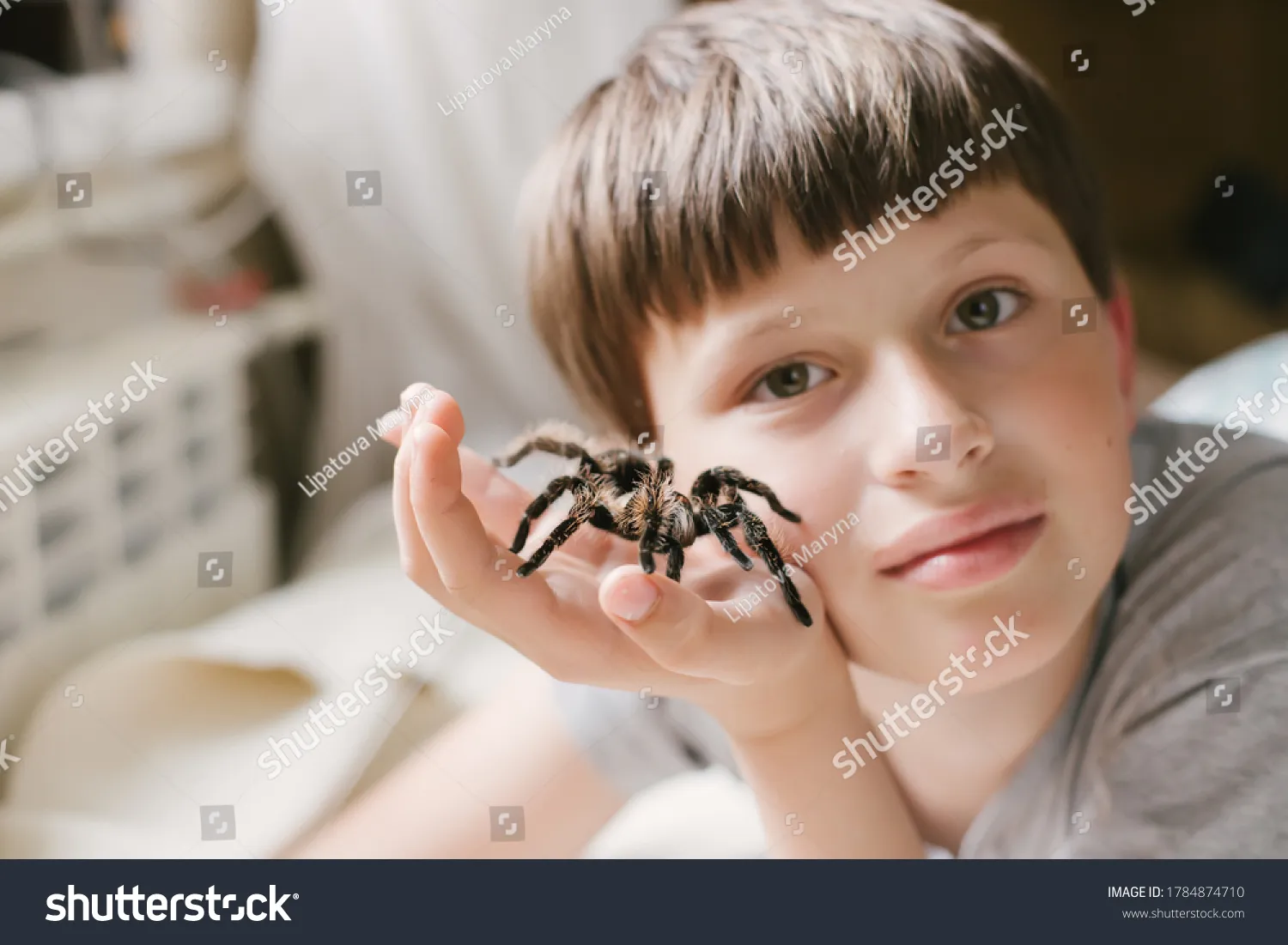 16939 tarantula spiderling feeding