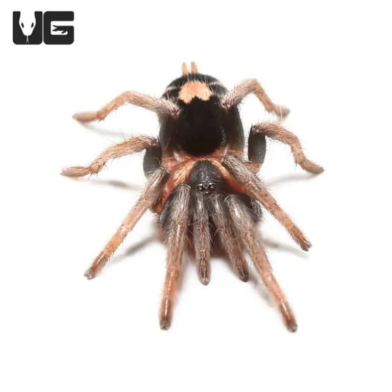 16941 tarantula size comparison