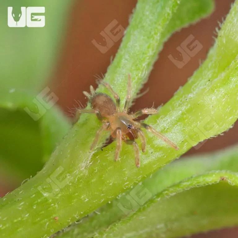 16941 trinidad dwarf tarantula care