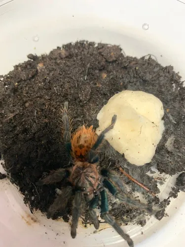/img/16941-trinidad-dwarf-tarantula-handling.webp