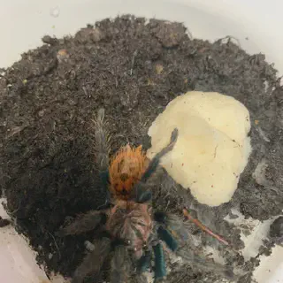 /img/16941-trinidad-dwarf-tarantula-handling.webp