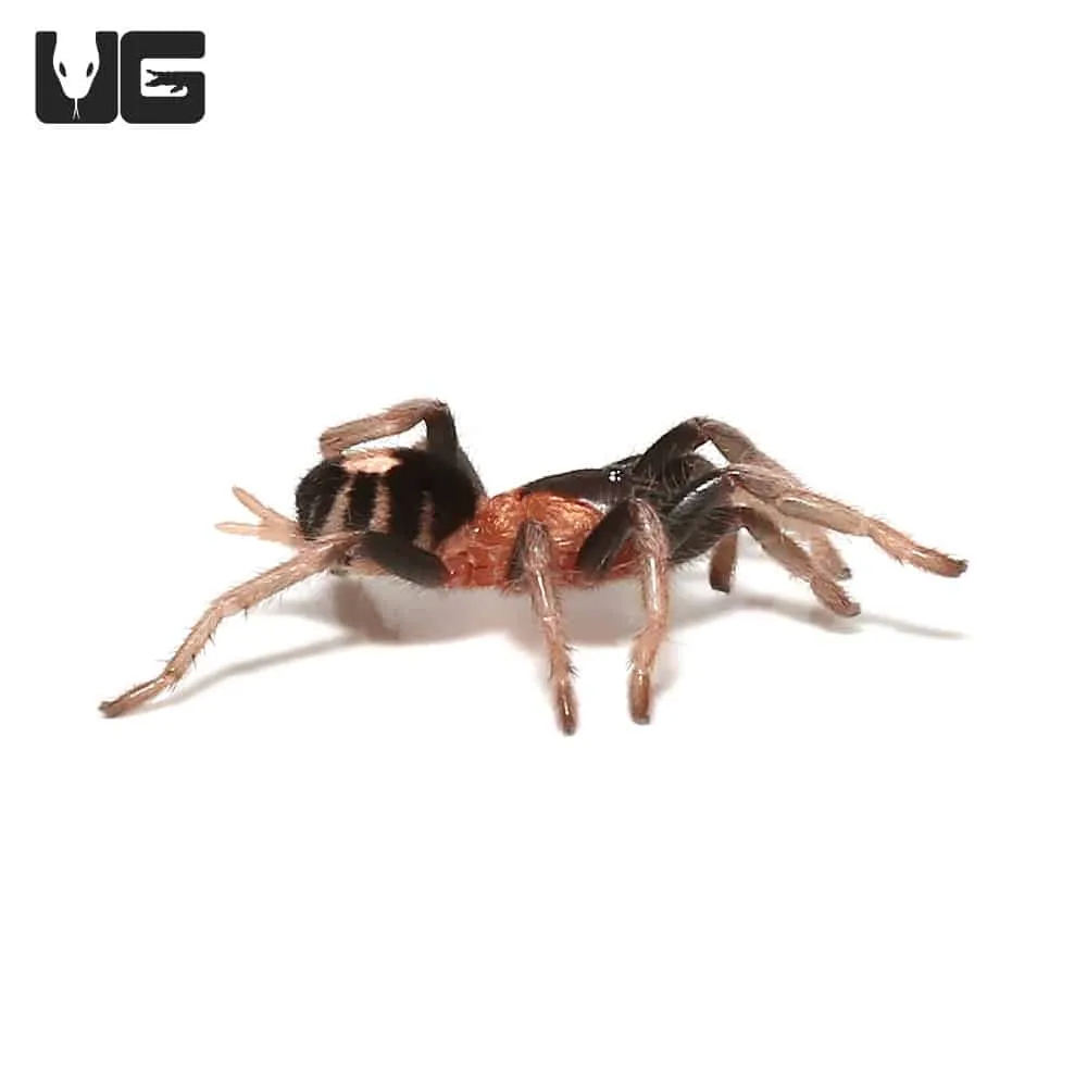 16941 trinidad dwarf tarantula molting