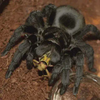 /img/16942-black-dwarf-tarantula-breeding.webp