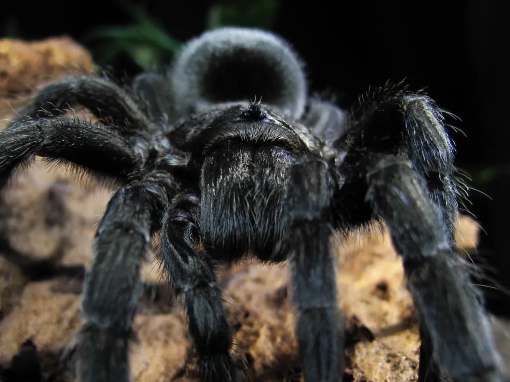 16942 black dwarf tarantula habitat