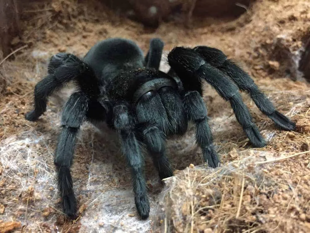 16942 black dwarf tarantula molting