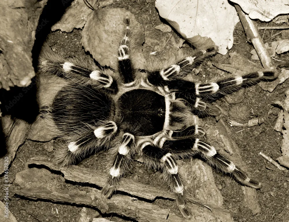 16942 black dwarf tarantula overview