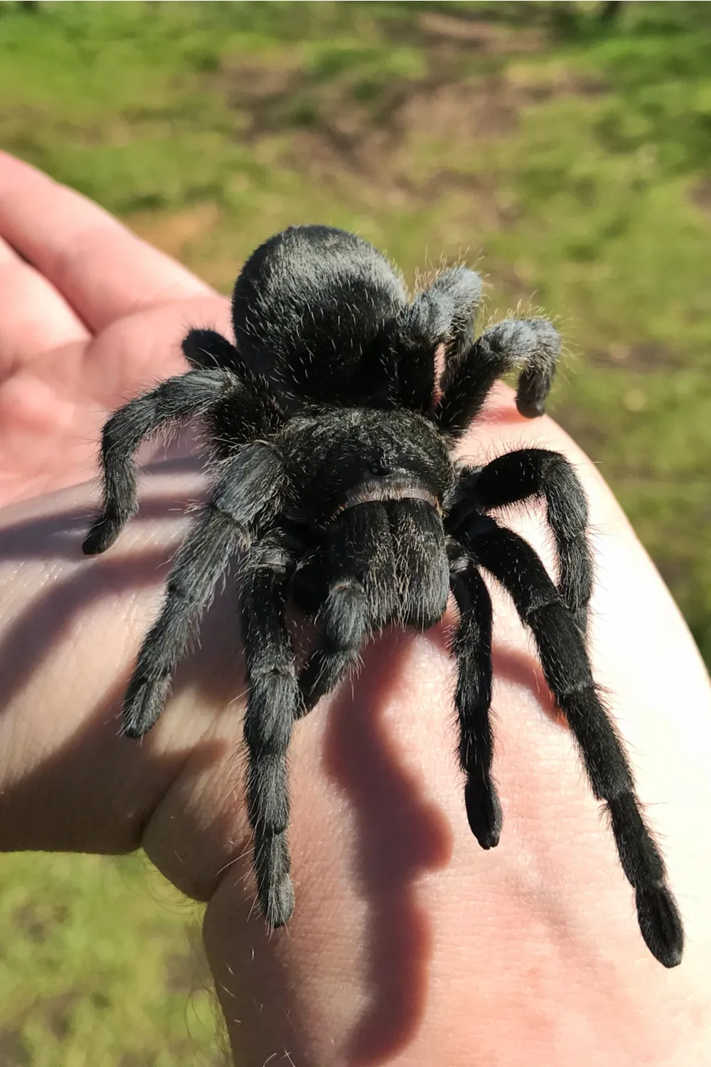 16942 black dwarf tarantula tank